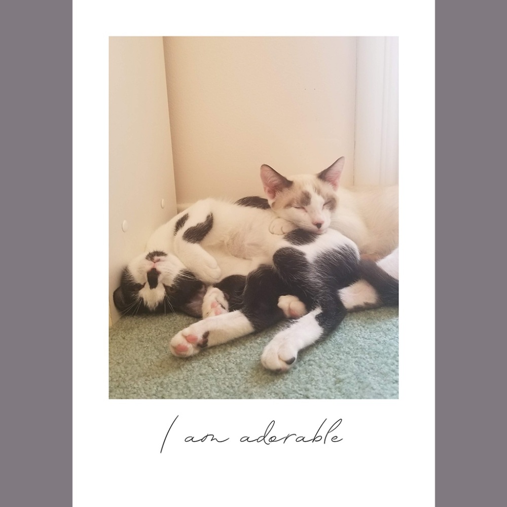 I am adorable Daily Catfirmation greeting card set